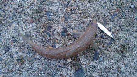 エソしかおらん