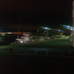 泉南メバル調査