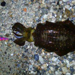 アオリのちシーバス