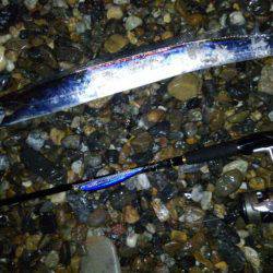 シーバスを狙うも…