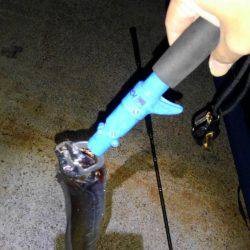 青物はどこにおるんや。。。