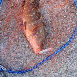 太刀魚からの青物狙い