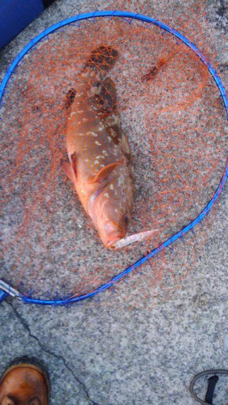 太刀魚からの青物狙い