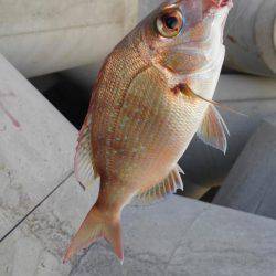 白浜ライトゲーム