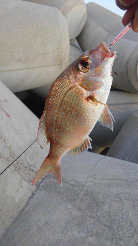 白浜ライトゲーム