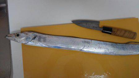 岩屋タチウオまだまだいてる