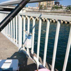 サビキでマイワシ