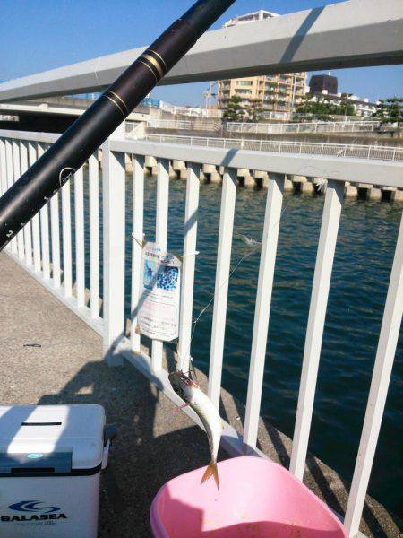 サビキでマイワシ