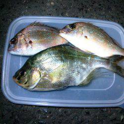 浮き夜釣りでウミタナゴ