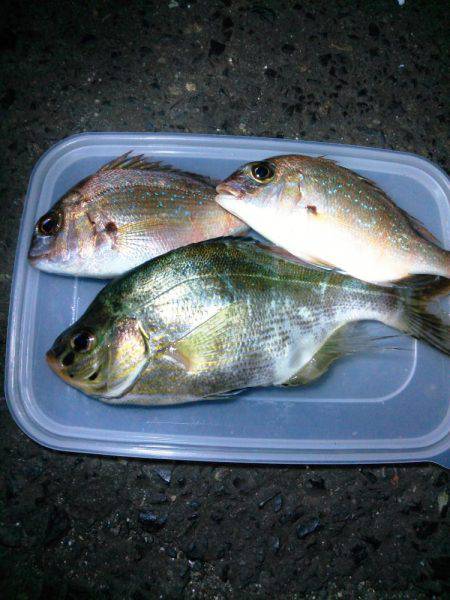 浮き夜釣りでウミタナゴ