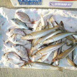 今回も富島漁港でキス狙い