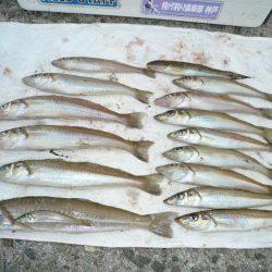 西淡落ち不発で浦港で良型キスゲット