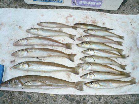 西淡落ち不発で浦港で良型キスゲット