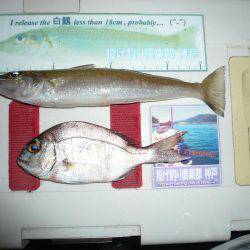 二見水道へ落ちギス調査