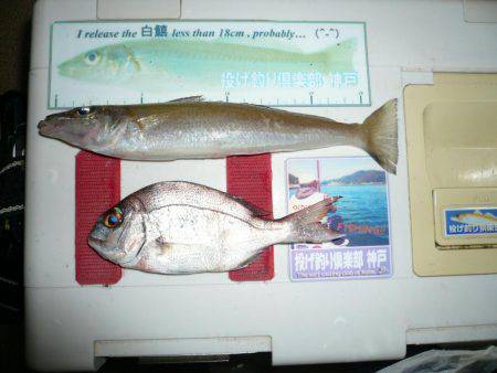 二見水道へ落ちギス調査