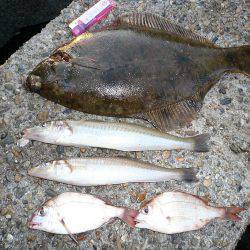 二見人工島へ落ちギス調査