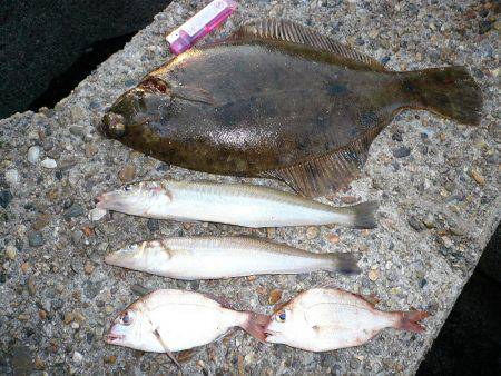 二見人工島へ落ちギス調査