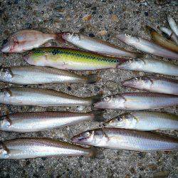 二見人工島に落ちギス入る