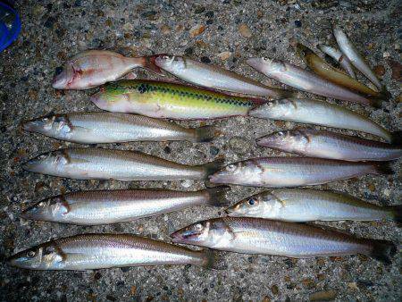 二見人工島に落ちギス入る