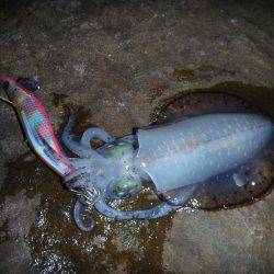 サイズが出ない