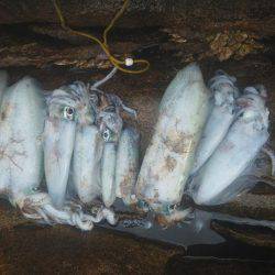 こんなん出ました・・・アオリイカ・・・