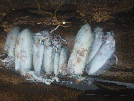 こんなん出ました・・・アオリイカ・・・