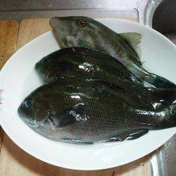 秋のメジナ狙い