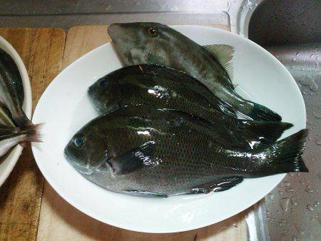 秋のメジナ狙い