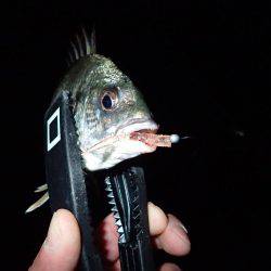 ボトムアジング！