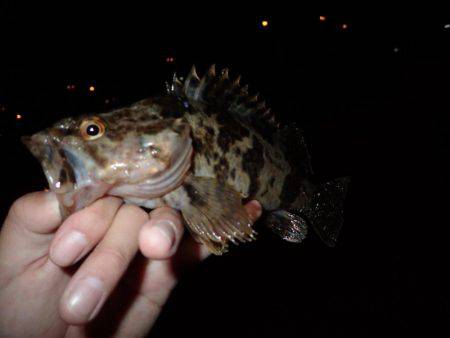 メバリング・・・