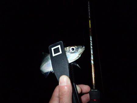 ボトムアジング！