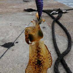 アオリイカ終わった?