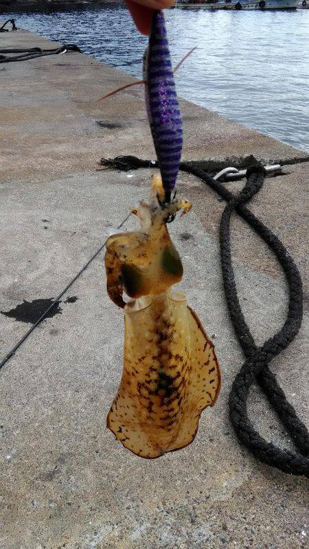 アオリイカ終わった？