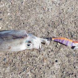 シャクシャク尺