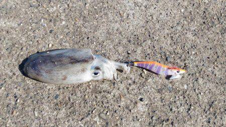 シャクシャク尺