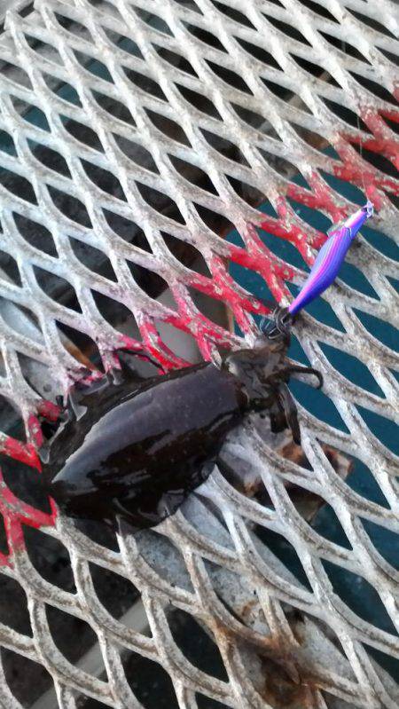 飽きない程度に釣れてる