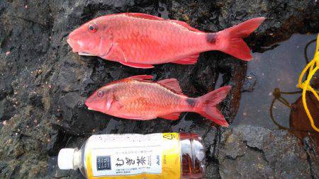 グレ狙いでしたが・・・