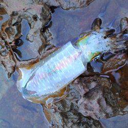 思ったより釣れない