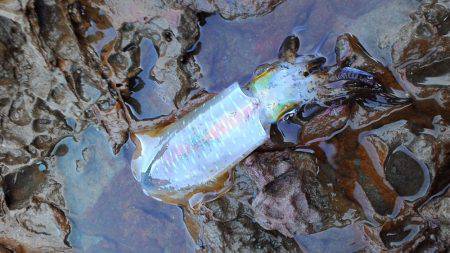 思ったより釣れない