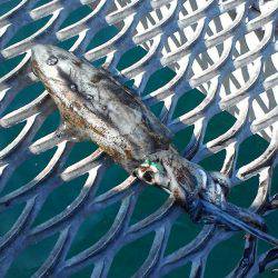 まだまだアオリイカ