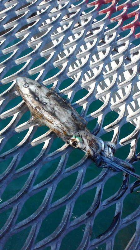 まだまだアオリイカ