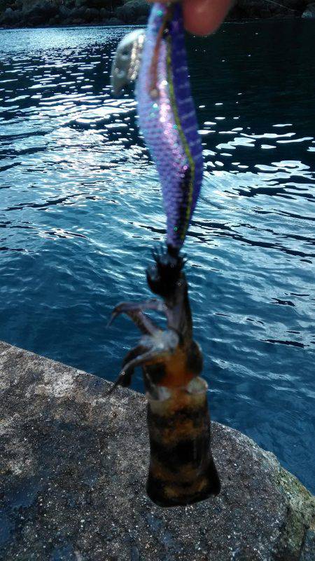 エギングとサビキとヤエン