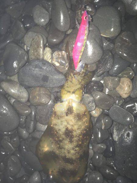 石津浜ではアオリイカ、湾内ではタコが好調