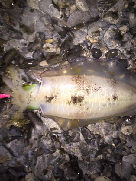 焼津　石津浜でアオリイカ　湾内で太刀魚、タ…