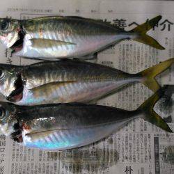 鯵はこのところの水温低下で低活性＋結構スレてきているご様子。