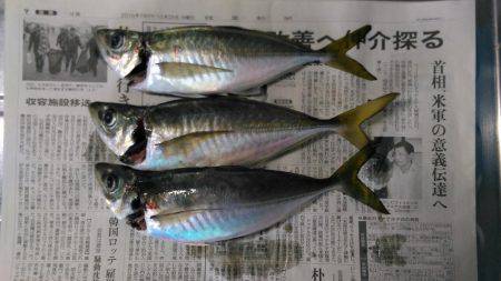 鯵はこのところの水温低下で低活性＋結構スレ…