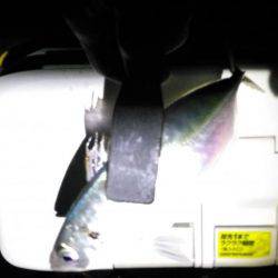 水温低下で更に低活性。