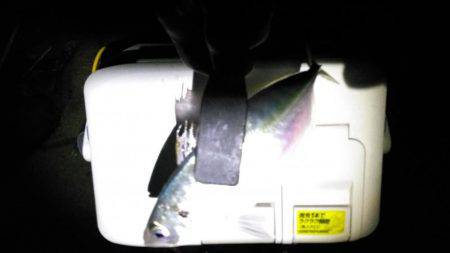 水温低下で更に低活性。