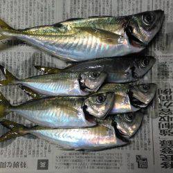 大阪で良型アジが揚がっていますが敢えて泉南方面へ釣行