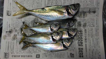 大阪で良型アジが揚がっていますが敢えて泉南…